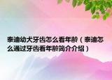 泰迪幼犬牙齿怎么看年龄（泰迪怎么通过牙齿看年龄简介介绍）