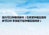 室内可以种植绿萝吗（在家里种植盆栽绿萝可以吗 家里能不能种植盆栽绿萝）