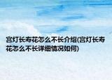 宫灯长寿花怎么不长介绍(宫灯长寿花怎么不长详细情况如何)
