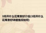3月开什么花寓意好介绍(3月开什么花寓意好详细情况如何)