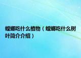 螳螂吃什么植物（螳螂吃什么树叶简介介绍）