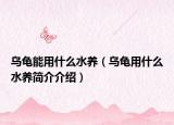 乌龟能用什么水养（乌龟用什么水养简介介绍）