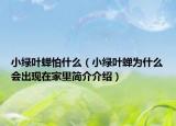 小绿叶蝉怕什么（小绿叶蝉为什么会出现在家里简介介绍）