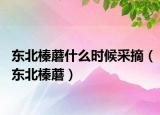 东北榛蘑什么时候采摘（东北榛蘑）
