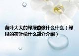 荷叶大大的绿绿的像什么什么（绿绿的荷叶像什么简介介绍）