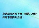 小鹦鹉几月份下蛋（鹦鹉几月份开始下蛋简介介绍）