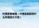 叶绿素有啥用（叶绿素能起到什么作用简介介绍）