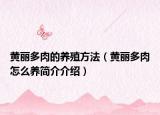 黄丽多肉的养殖方法（黄丽多肉怎么养简介介绍）
