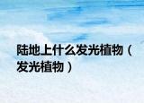 陆地上什么发光植物（发光植物）