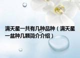 满天星一共有几种品种（满天星一盆种几颗简介介绍）
