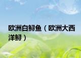 欧洲白鲟鱼（欧洲大西洋鲟）