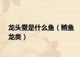 龙头鲞是什么鱼（鲔鱼龙类）