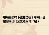 母鸡是怎样下蛋的过程（母鸡下蛋是何原理什么繁殖简介介绍）