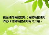 能合法饲养的陆龟（养陆龟犯法吗养苏卡达陆龟犯法吗简介介绍）
