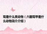 鼋是什么类动物（六朝鼋甲是什么动物简介介绍）
