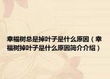 幸福树总是掉叶子是什么原因（幸福树掉叶子是什么原因简介介绍）
