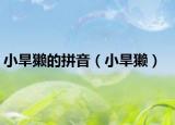 小旱獭的拼音（小旱獭）