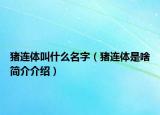 猪连体叫什么名字（猪连体是啥简介介绍）