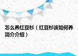 怎么养红豆杉（红豆杉该如何养简介介绍）