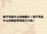 貉子毛是什么动物图片（貉子毛是什么动物的毛毛简介介绍）