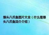 爆头八爪鱼图片大全（什么是爆头八爪鱼简介介绍）