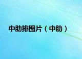 中肋排图片（中肋）