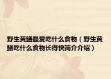 野生黄鳝最爱吃什么食物（野生黄鳝吃什么食物长得快简介介绍）