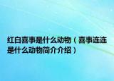 红白喜事是什么动物（喜事连连是什么动物简介介绍）