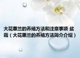 大花蕙兰的养殖方法和注意事项 盆栽（大花蕙兰的养殖方法简介介绍）