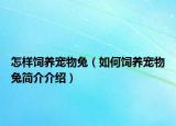 怎样饲养宠物兔（如何饲养宠物兔简介介绍）