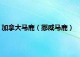 加拿大马鹿（挪威马鹿）