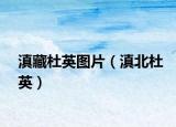 滇藏杜英图片（滇北杜英）