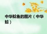 中华鲶鱼的图片（中华鲶）