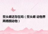 笠头螈还存在吗（笠头螈 动物界两栖纲动物）