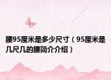 腰95厘米是多少尺寸（95厘米是几尺几的腰简介介绍）