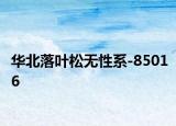 华北落叶松无性系-85016