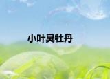 小叶臭牡丹