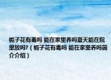 栀子花有毒吗 能在家里养吗夏天能在院里放吗?（栀子花有毒吗 能在家里养吗简介介绍）