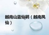 越南山蓝仙鹟（越南凤仙）
