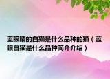 蓝眼睛的白猫是什么品种的猫（蓝眼白猫是什么品种简介介绍）