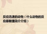反应迅速的动物（什么动物的反应最敏捷简介介绍）