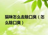 猫咪怎么去除口臭（怎么除口臭）