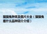 猫猫兔种类及图片大全（猫猫兔是什么品种简介介绍）