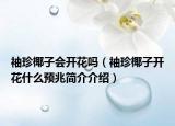 袖珍椰子会开花吗（袖珍椰子开花什么预兆简介介绍）
