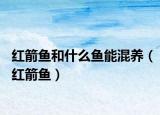 红箭鱼和什么鱼能混养（红箭鱼）