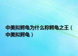 中美拟鳄龟为什么称鳄龟之王（中美拟鳄龟）