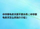 中华草龟冬天要不要水养（中华草龟冬天怎么养简介介绍）