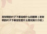 发财树的叶子下垂说明什么问题啊（发财树的叶子下垂变软是什么情况简介介绍）