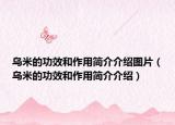 乌米的功效和作用简介介绍图片（乌米的功效和作用简介介绍）