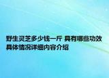 野生灵芝多少钱一斤 具有哪些功效具体情况详细内容介绍